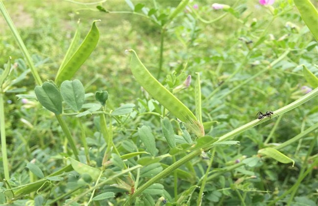 防虫