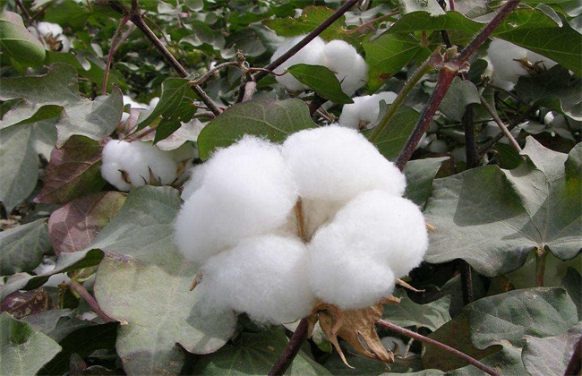 棉花 生长环境 种植条件