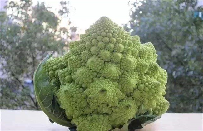 宝塔菜多少钱一斤