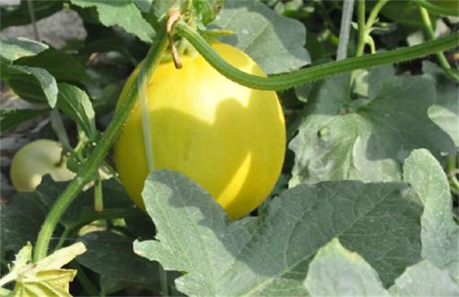 白兰瓜落花落果原因及预防措施