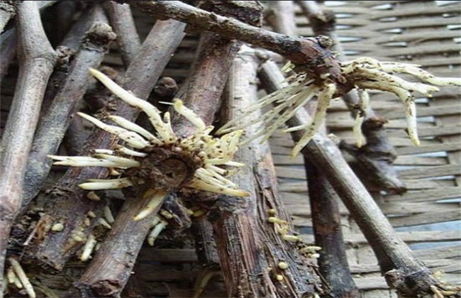 生根