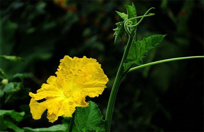 盛花