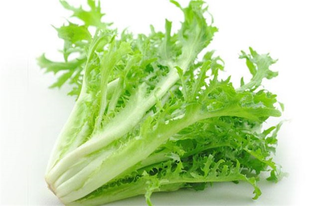 苦菊多少钱一斤