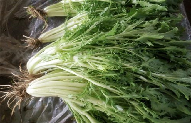 苦菊多少钱一斤