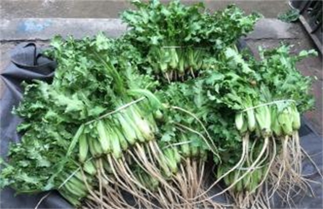 苦菊多少钱一斤