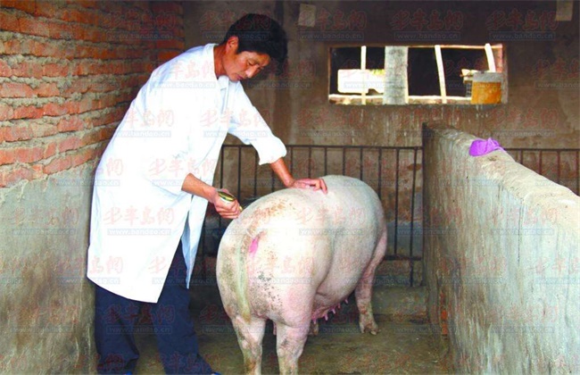 母猪配种前注意事项
