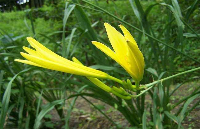 黄花菜 多少钱一斤 市场价格