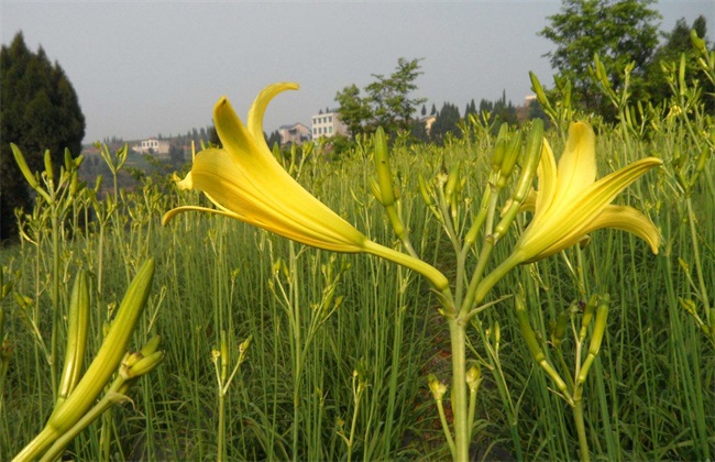 黄花菜 多少钱一斤 市场价格