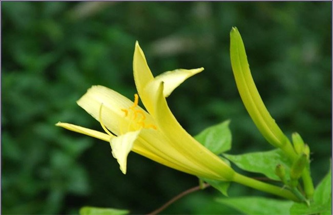 黄花菜 多少钱一斤 市场价格