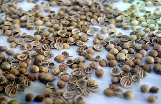 香菜种子 催芽方法 促进发芽