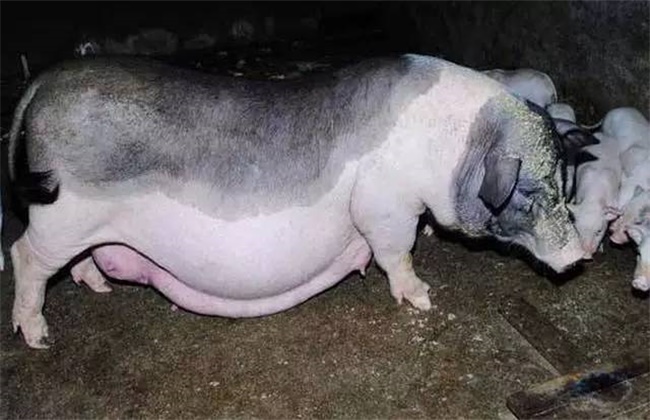 母猪不哺乳原因