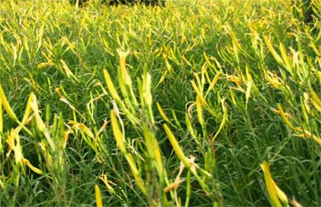 金针菜 栽培技术 种植方法