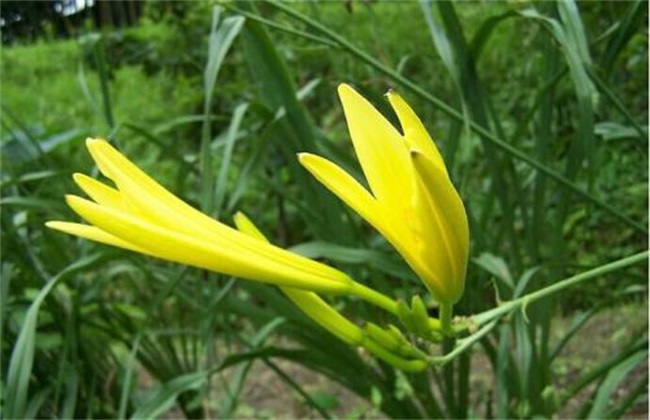金针菜 栽培技术 种植方法