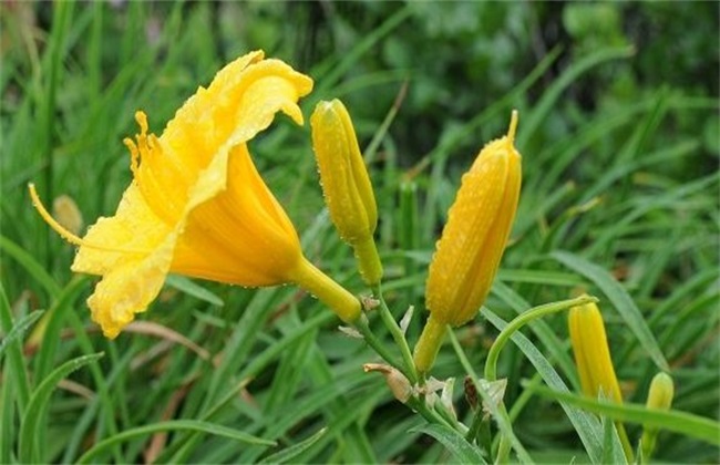 金针菜 栽培技术 种植方法