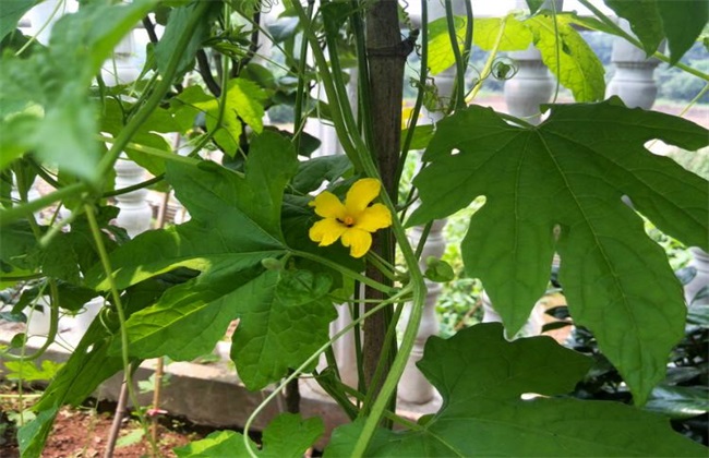 坐花