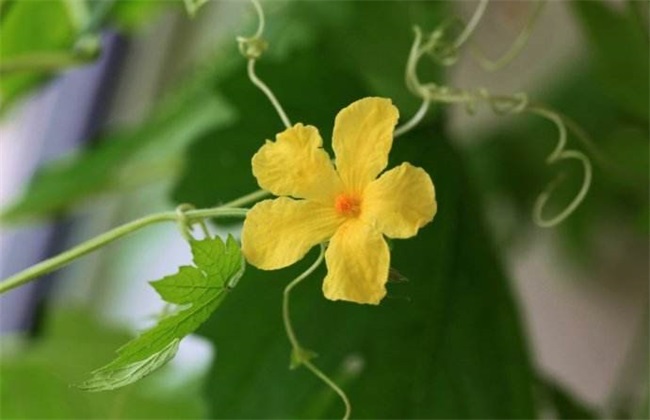 疏花