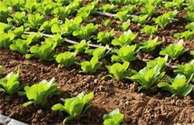 冰草种植技术
