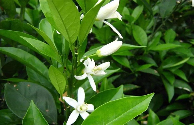 疏花