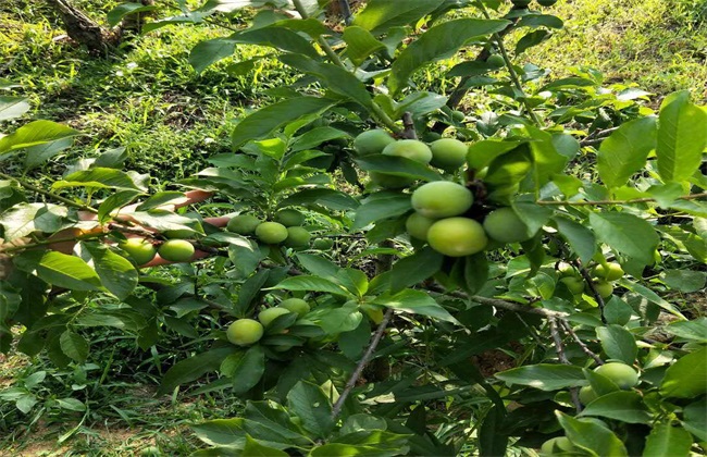 管理