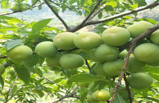 成熟