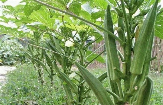秋葵种植 田间管理 方法