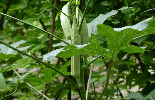 秋葵种植 田间管理 方法