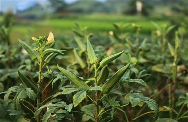 秋葵种植 田间管理 方法