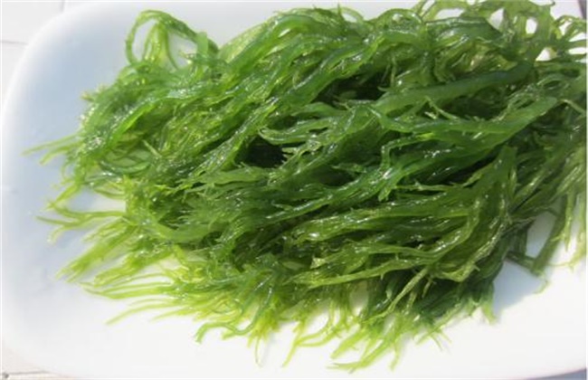 龙须菜多少钱一斤