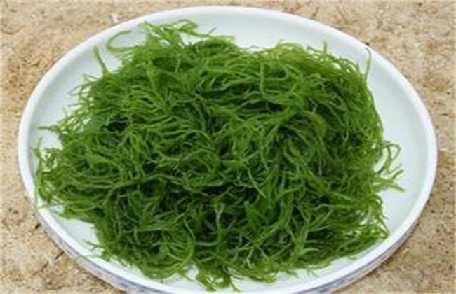 龙须菜多少钱一斤