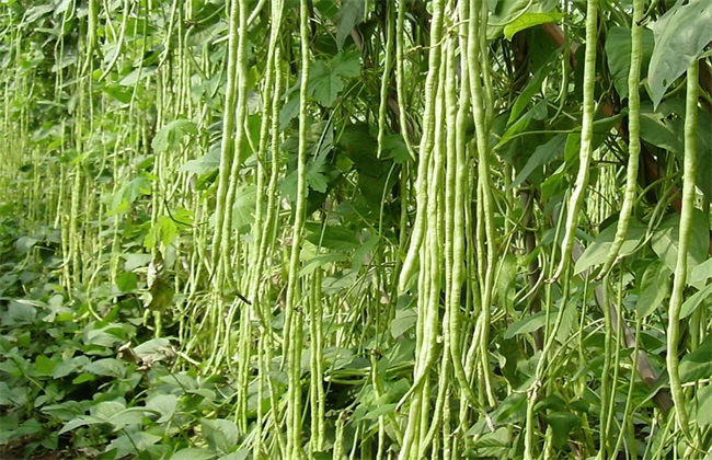 结荚