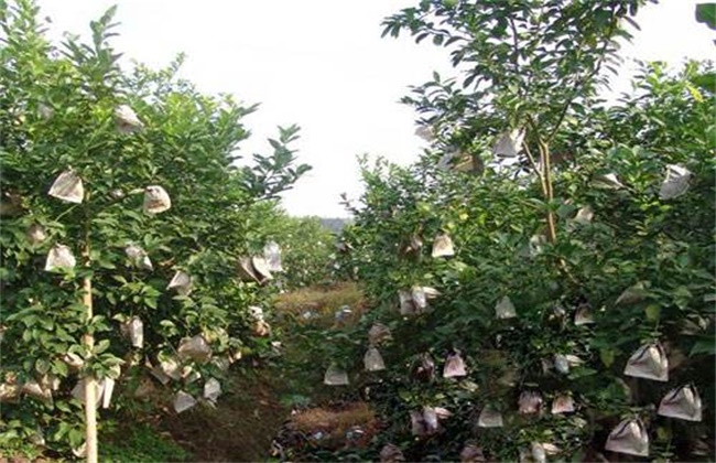 柠檬夏季管理技术
