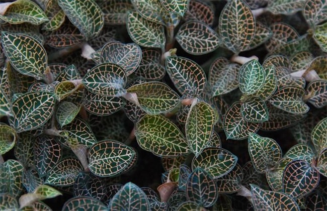 农村种植什么好赚钱