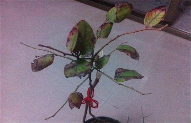 蓝莓花叶病防治措施