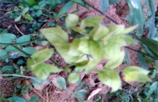 蓝莓花叶病防治措施