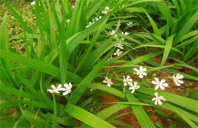开花