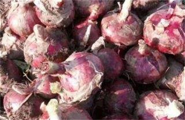 鳞茎