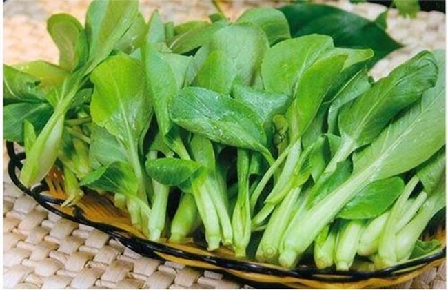 鸡毛菜多少钱一斤