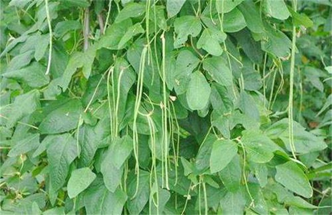 结荚