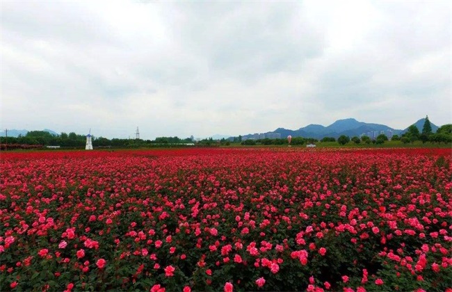 农村种植赚钱好项目