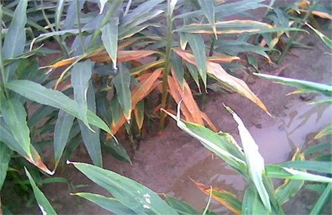 积水