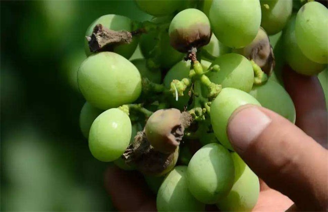 夏黑葡萄掉粒严重原因