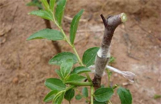 枣树 繁殖方法 繁殖技术