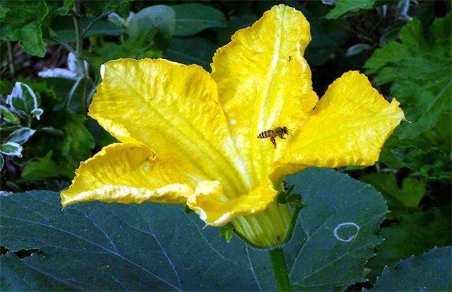 南瓜落花落果原因及防治措施