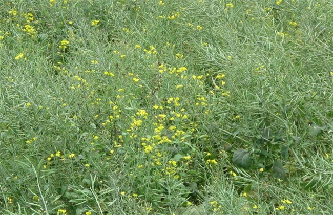 结荚