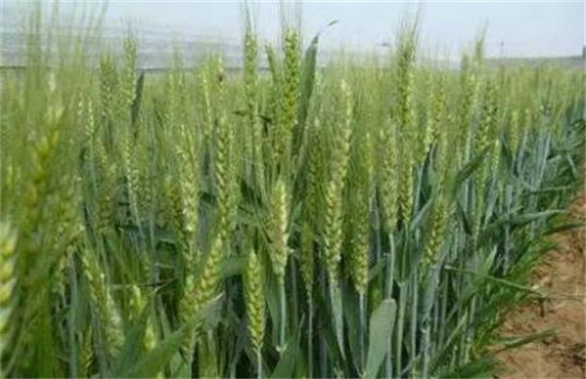 小麦灌浆管理要点
