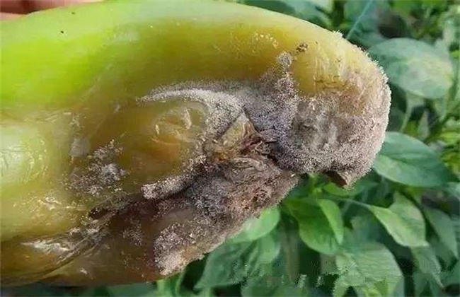 青椒烂果原因及防治方法