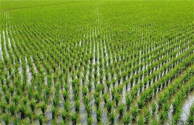 水稻 如何管理 防治病虫害