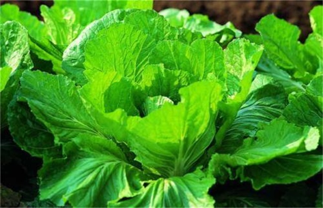 芥菜抽薹原因及防治措施