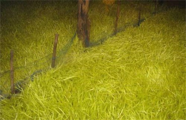 韭黄种植技术