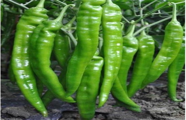 尖椒 种植技术 种植管理